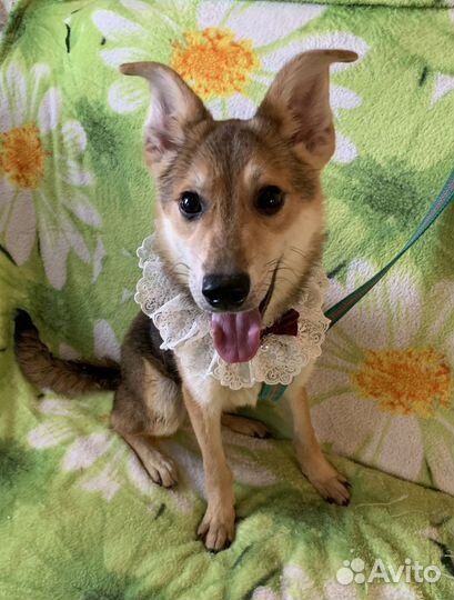 Белочка Лорна