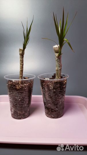 Пальма Юка Драцена