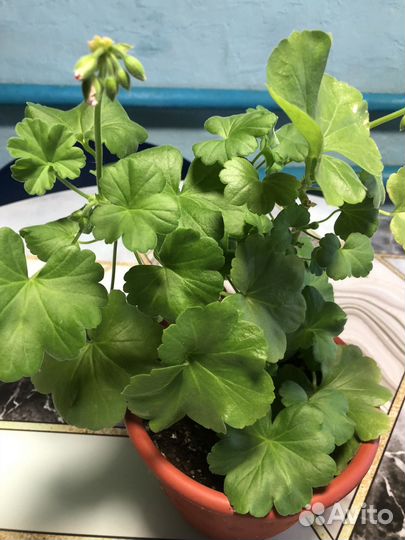 Герань пеларгония