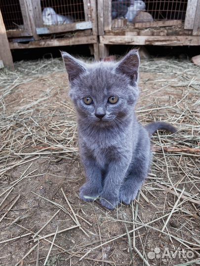 Кошечка в добрые руки