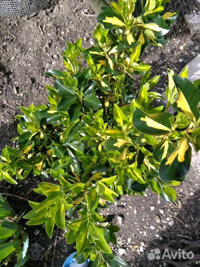 Бересклет пестролистный несколько штук в наличии