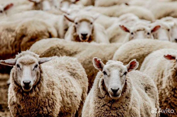 Мясо баранина свежая