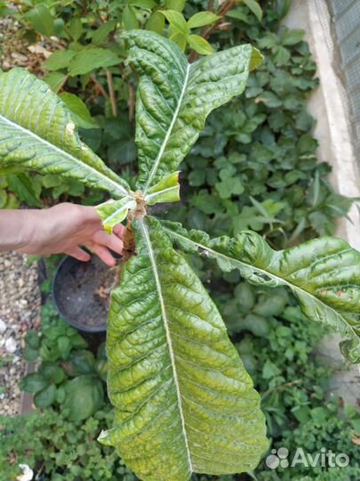 Мушмула японская