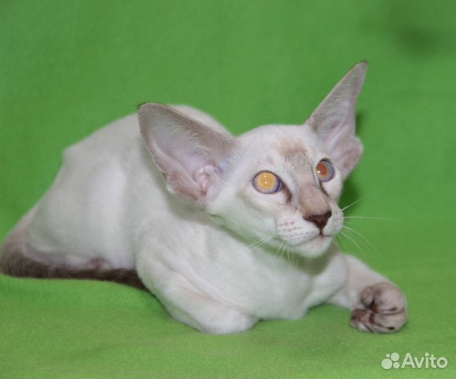 Ориентальные котята