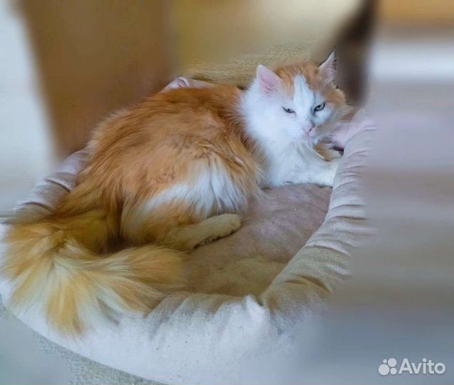 Бело-розовый котик