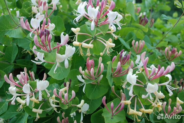 Жимолость каприфоль