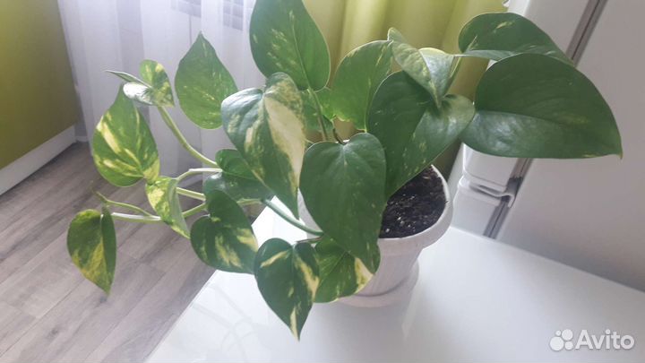 Сциндапсус