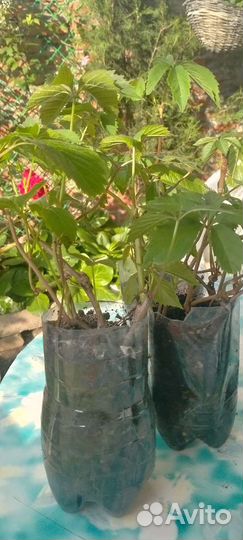 Саженцы девичий виноград