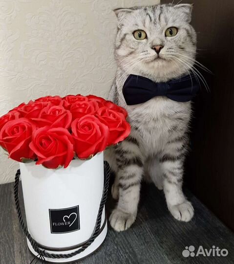 Кот на вязку