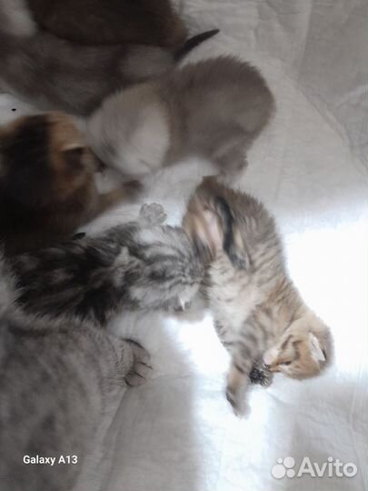 Котята шотландцы