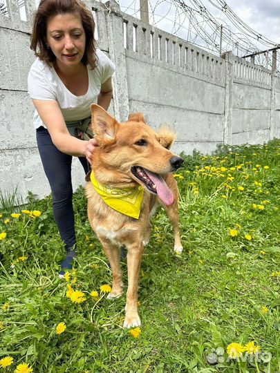 Модуса выбросили на улицу из-за беспородности