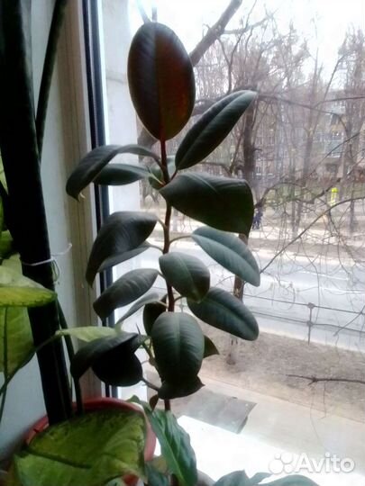 Фикус каучуконосный