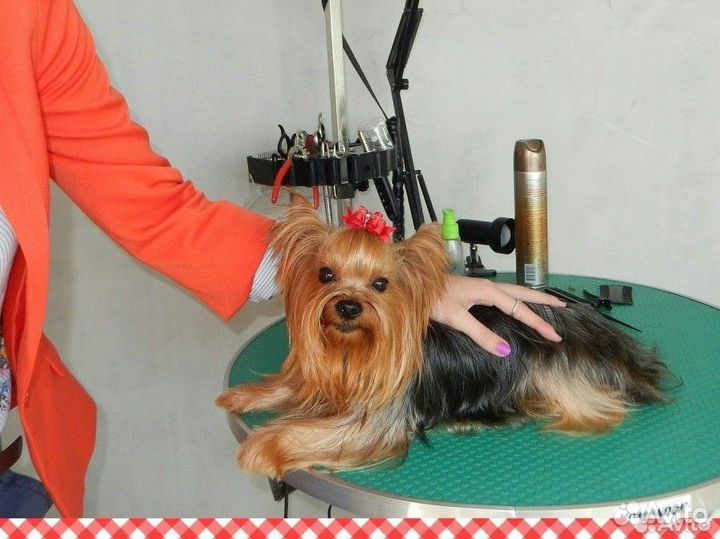 Груминг собак