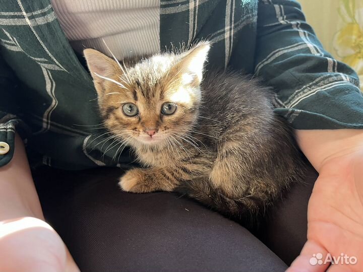 Милая кошечка ищет дом