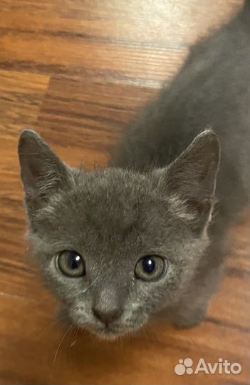 Котенок в добрые руки