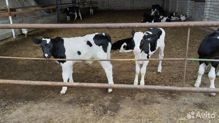 Бычки и телята