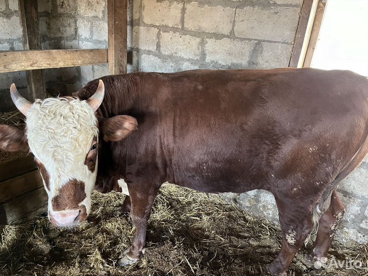 Быки откорм