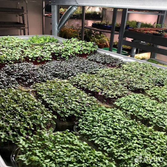 Открыть бизнес. Сити ферма. Микрозелень