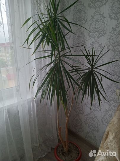 Комнатные цветы