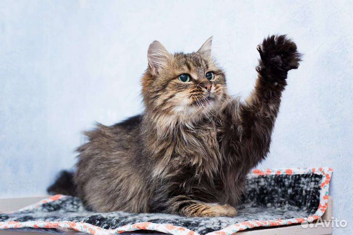 Кошка сибирская, ласковая в приюте