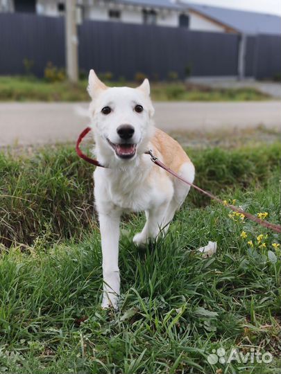 Прекрасная Лея