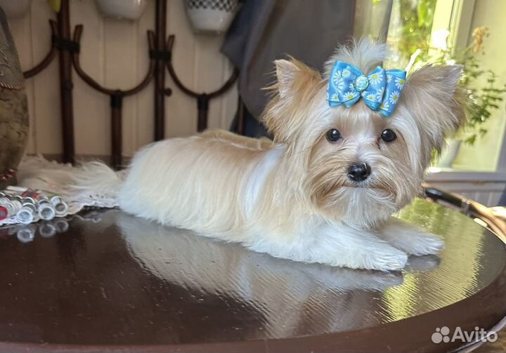 Собака маленькая порода