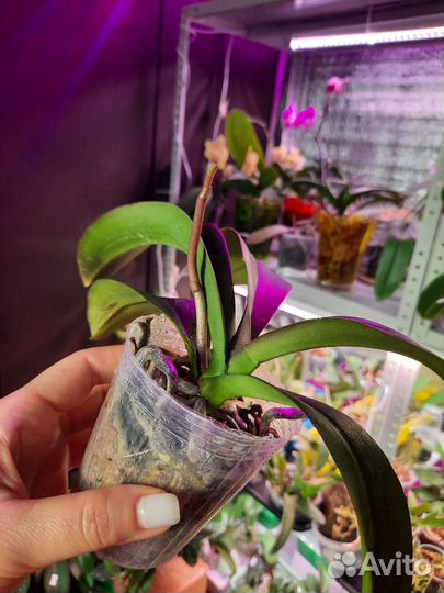 Орхидея фаленопсис Golden Leopard