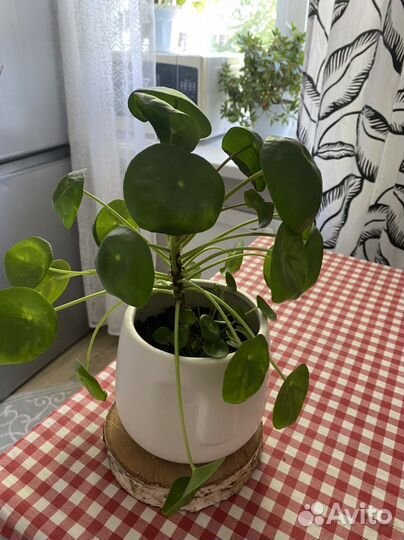 Пилея отводка