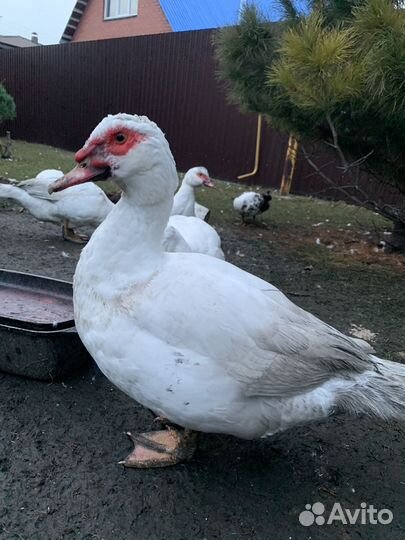 Селезень индоутки на племя