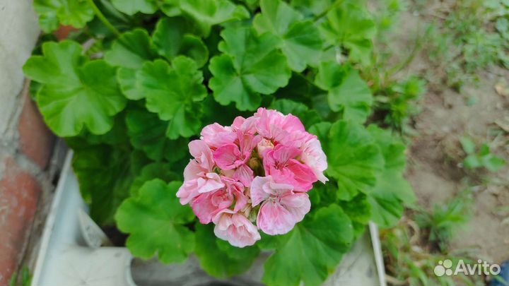 Пеларгония герань разные сорта