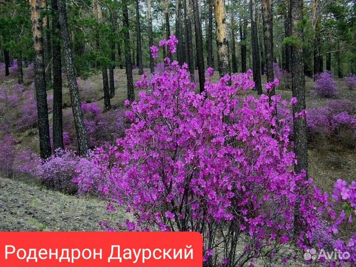 Семена Шелковицы,Сакуры,Катальпы