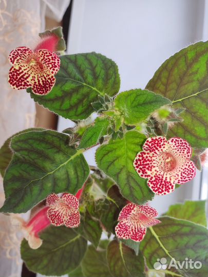 Комнатные цветы