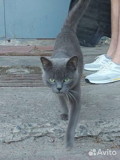 Котики бесплатно в добрые руки