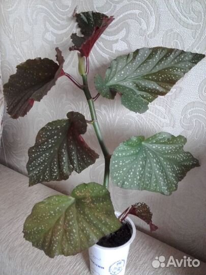 Бегония разных видов