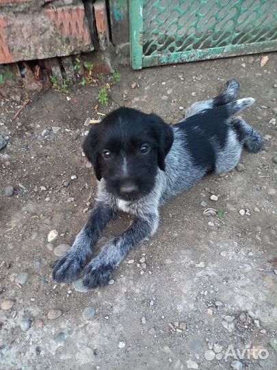 Щенки дратхара продажа
