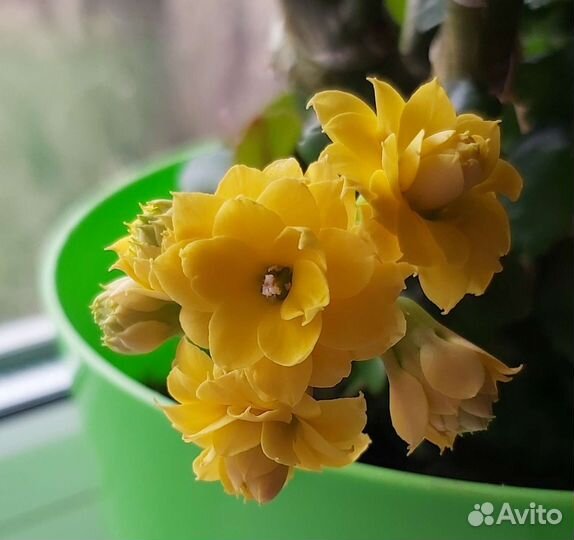 Каланхоэ цветущий