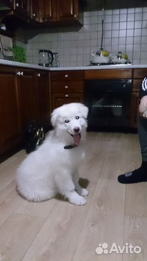 Вязка Мальчик Венгерский кувас