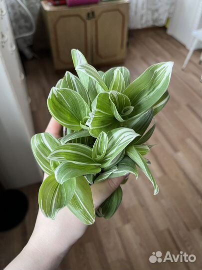 Традесканция срезы