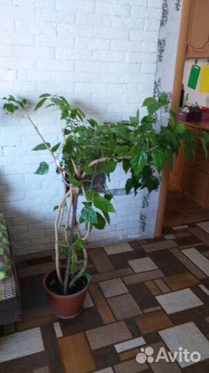 Китайская роза