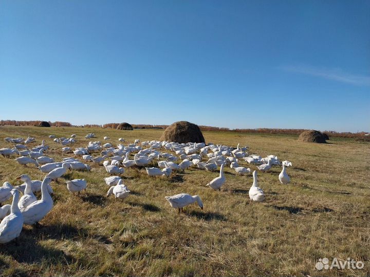 Продажа гусей мясо