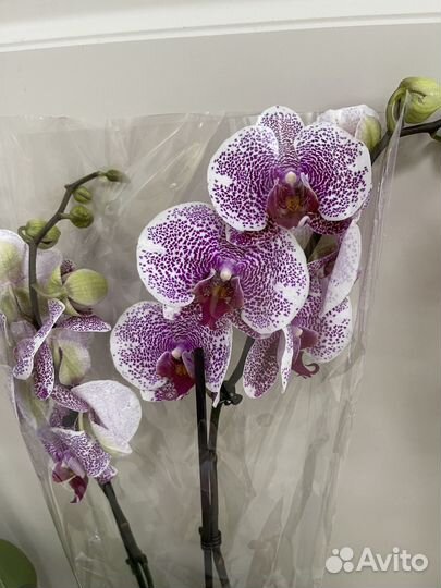 Орхидея фаленопсис
