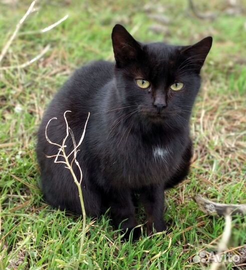 Красивые котята мёрзнут на улице