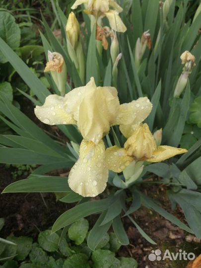 Ирисы низкорослые