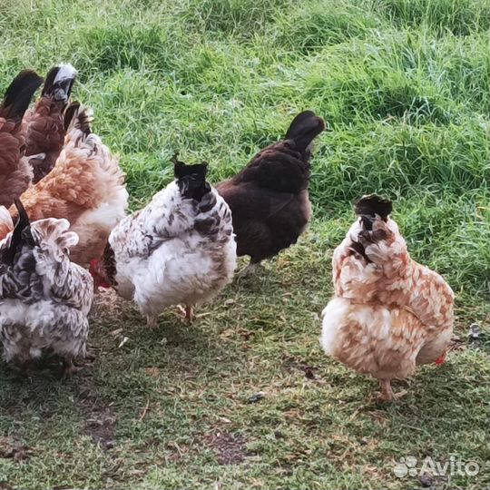 Куры домашние