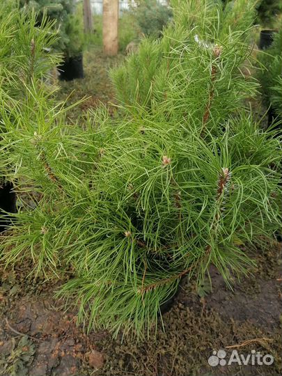 Саженцы хвойных растений Ильдар ВДНХ