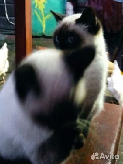 Сиамские котята