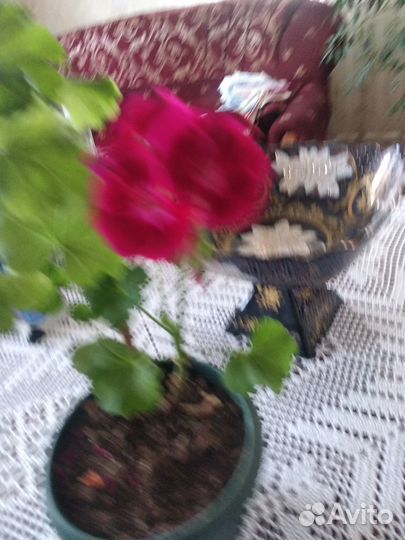 Комнатные цветы