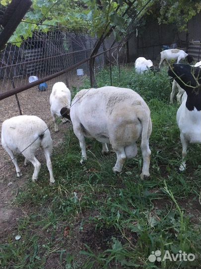 Баран производитель - Дорпер