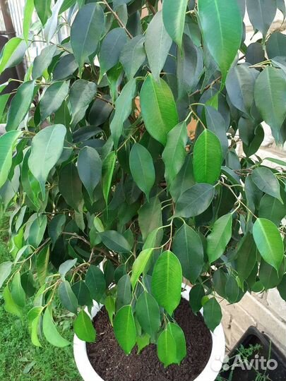 Фикус Даниэль и Анастасия