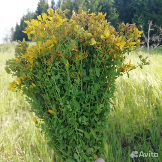 Зверобой, душица